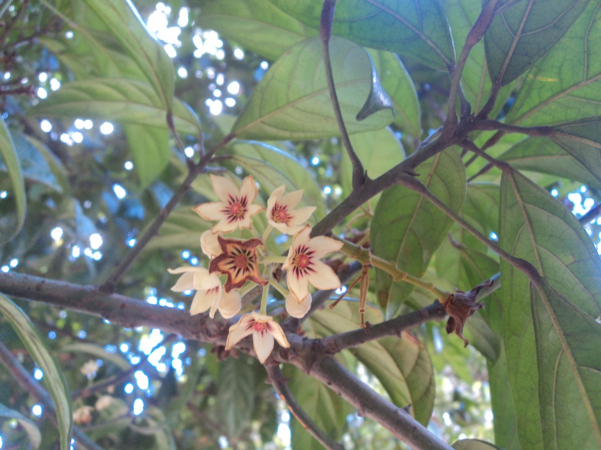 Cola nitida (Vent.) Schott & Endl.